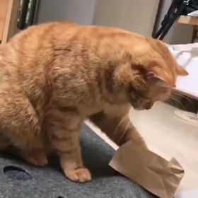 癒されるの画像