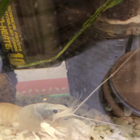 ザリガニさん晩ご飯の画像