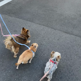 3ワン揃ってお散歩(動画)の画像