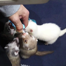 皆仲良く舐めましたの画像