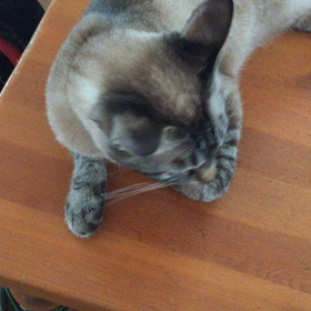 目をみてくれて。。の画像