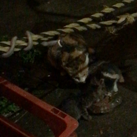 とりやさんの猫の画像