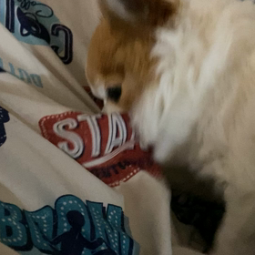 ペロ退院後の画像