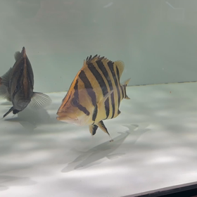 ミドルサイズ調子抜群！の画像
