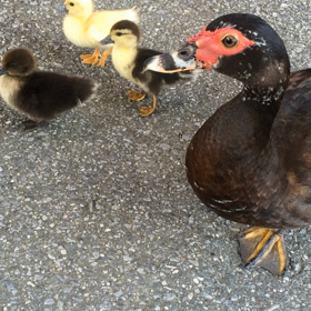 ゴルフ場にての画像