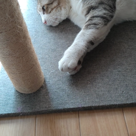 遊んで………の画像