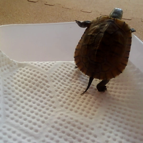 力の限り！の画像