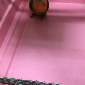 癒しスタジアムの画像