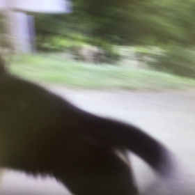 2020年12月スタート     パピパピレックスとココちゃん動画の画像