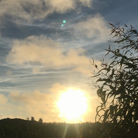 そよそよ。の画像