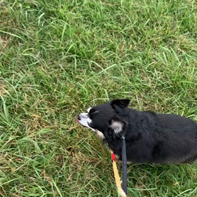 9月27日10わんこと1時間遠足  代々木公園の画像