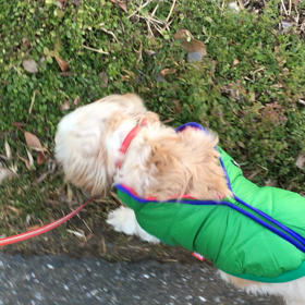 太っちゃって｡ﾟ(ﾟ´ω`ﾟ)ﾟ｡の画像