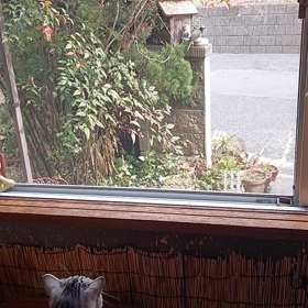 ヒヨ之助、、の画像