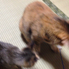 ミウとジンタ、ねこじゃらしで遊ぶ。の画像