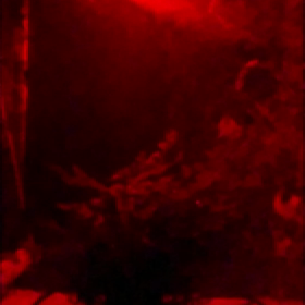 やっとこさの画像