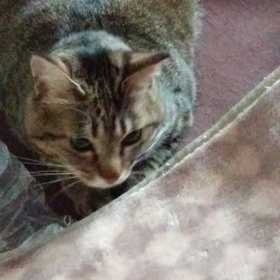 もっと、仲良く遊んでにゃん。の画像