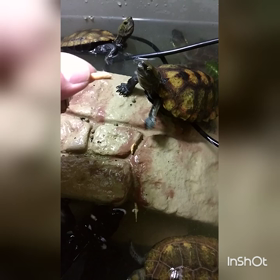 手から初食事ヾ(≧∇≦)の画像