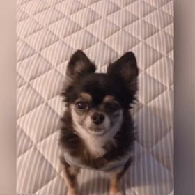 限界かな？の画像