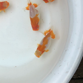 種魚っ腹の画像
