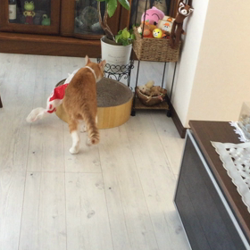 たまには我が子達(≧∇≦)/の画像