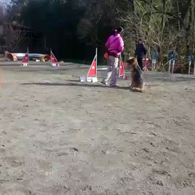 お遊戯クラス     シェリの画像