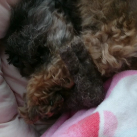 ロバさんをしとめるの画像