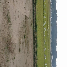 早いものでの画像