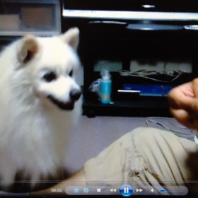 もふもふは正義の画像