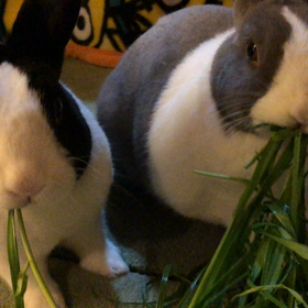 ばくばくの画像