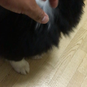 ボーダコリーを これから飼う方への画像