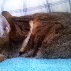 ＊＊ ＊テスト＊＊＊の画像