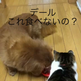 チップとデール字幕付き動画。娘とチョコレート。ジム。の画像