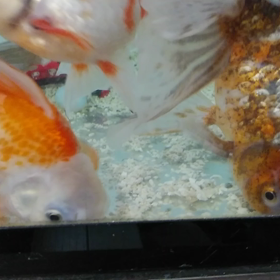 オランダの画像