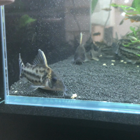 グロウ！の画像