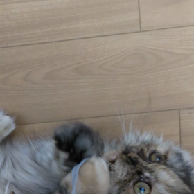 ひもーーーーーー！の画像