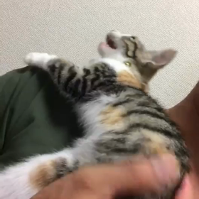 肩乗りレモンちゃんの画像