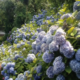善峯寺の紫陽花の画像