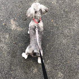 お友達いないね⁉️vol.2 パピーちゃん必見❗️吠えグセがある子の画像