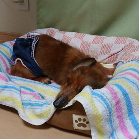 イブが決めるの画像