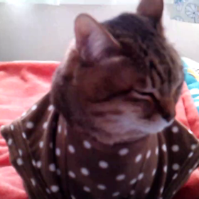 固まってますの画像