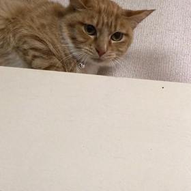 夜の遊びタイム！パート②の画像