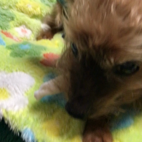 ガムをルイから奪ったキキ！の画像