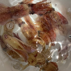 五エム丸　マルイカ　2の画像