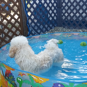 先日のプール遊びの画像