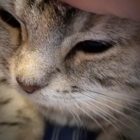 気持ち良さそうでござるなの画像