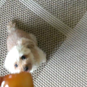 ボコの方が一枚上手(；´_ゝ`)の画像