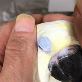 コバタンの画像