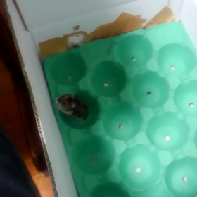 チャーかわいいの画像