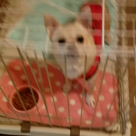 響ヒビキの画像