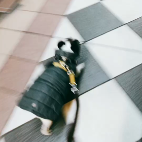 おさんぽちうの画像